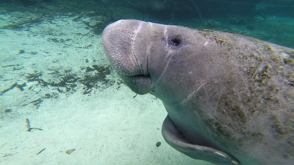 A manatee swimming in clear Florida spring water