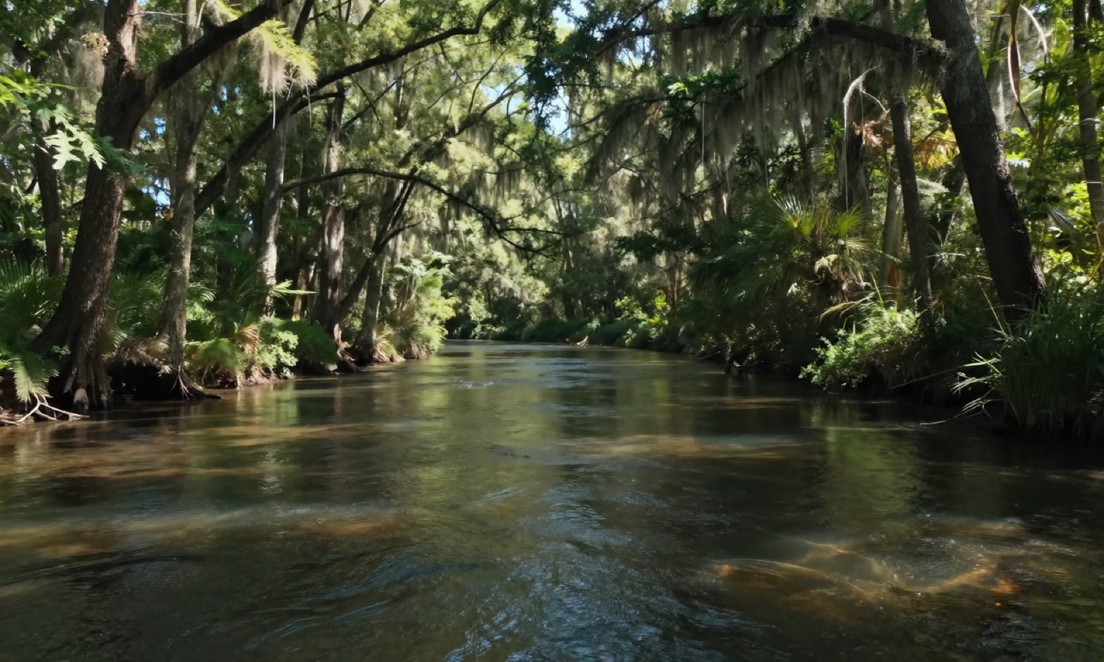 A clear spring-fed river winding through cypress trees